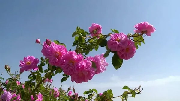 تصویر 4 از خرید و قیمت اسانس گل محمدی اصل + فروش صادراتی